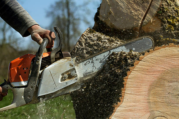 How Our Tree Care Process Works  in  Munsons Corners, NY